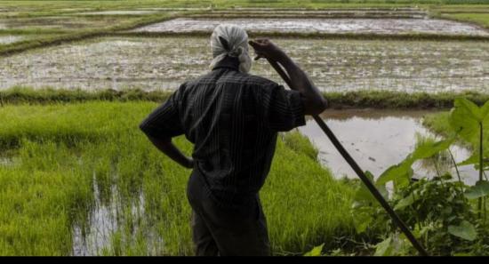 Govt. to compensate farmers for crop damage